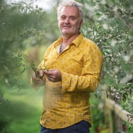 olive tree bundle UK