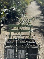 Koroneiki olive tree