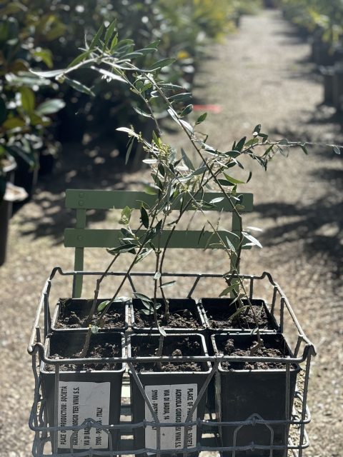 Koroneiki olive tree