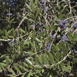 Koroneiki Olive Tree Bundle (6 x 3 Litre Pots) | Create Your Own Olive Grove