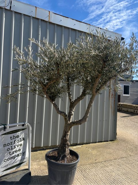 Branched Olive Tree