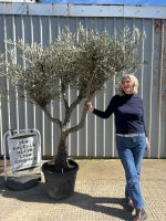 IMG_1239 Branched Olive Tree