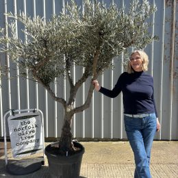Branched Olive Tree