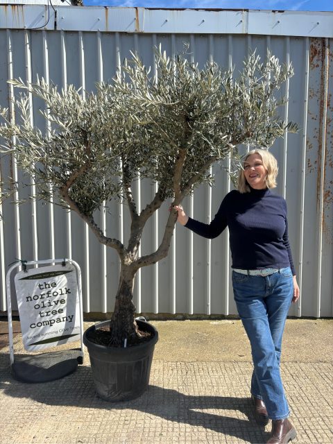 IMG_1239 Branched Olive Tree