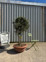 IMG_1244 Italian Olive Tree for sale