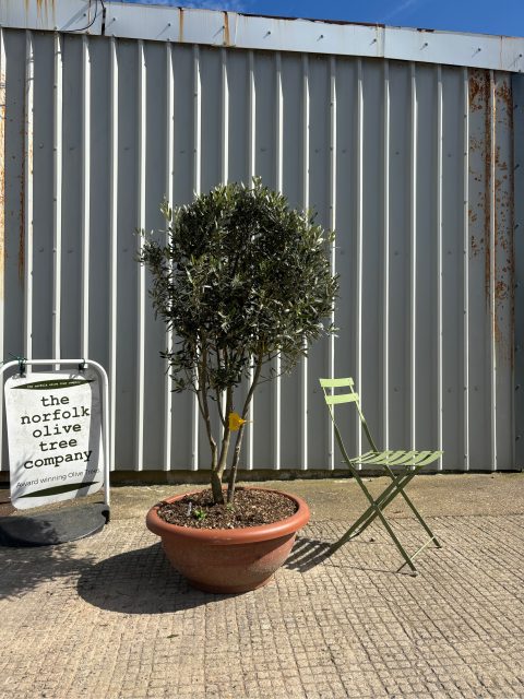 Italian Olive Tree for sale