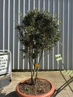 IMG_1245 olive trees for sale