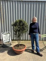 IMG_1246 Italian Olive Tree for sale