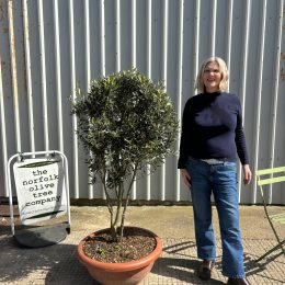 Italian Olive Tree for sale