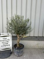 IMG_1264 Vase shaped Olive tree