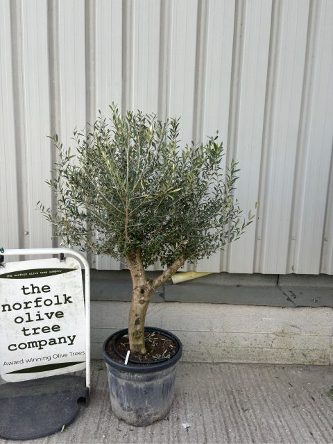 Vase shaped Olive tree
