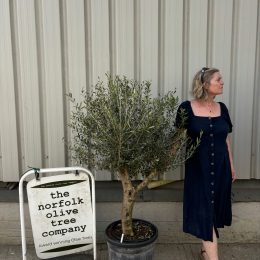 Vase shaped Olive tree delivery included
