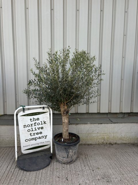 Olive Tree in Pot delivery included - The Norfolk Olive Tree Company