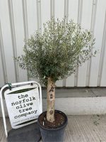 IMG_1276 Olive Tree in Pot