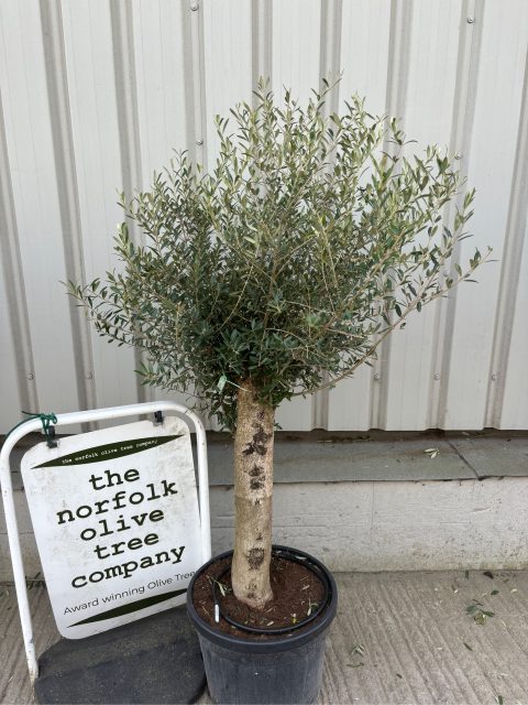 Olive Tree in Pot