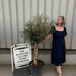 Olive Tree in Pot