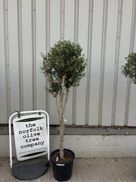 London Olive tree