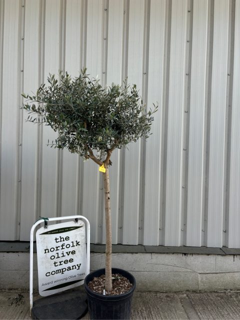 Tuscan Olive Tree