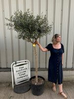 IMG_1286 Tuscan Olive Tree
