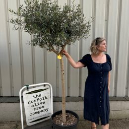 Tuscan Olive Tree