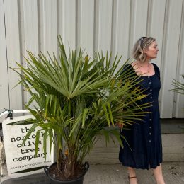 Multi- trunk Trachycarpus Fortunei. Delivery included.