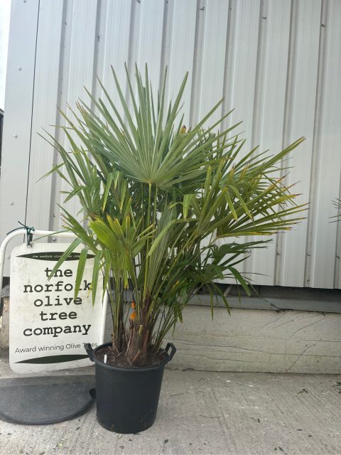 Multi- trunk Trachycarpus Fortunei