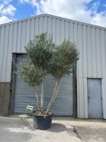 IMG_1300 3 metre olive tree