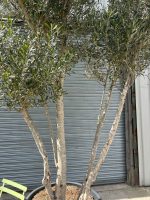 IMG_1302