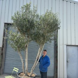 3 metre olive tree