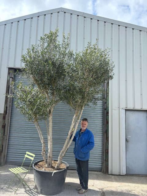 IMG_1304 3 metre olive tree