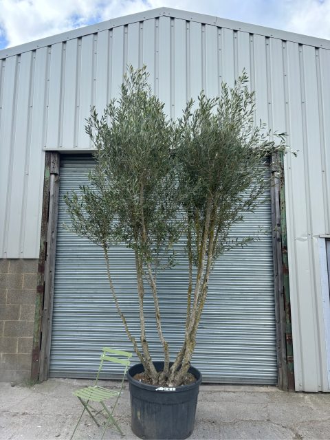 3 metre olive tree