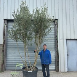 Extra Tall 3 Metre Multi-Stem Olive Tree (Screening) – Mature Tuscany Olive Trees for Sale UK