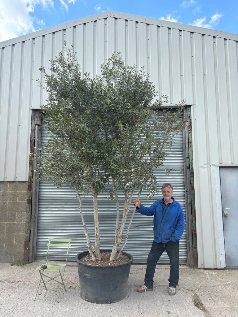 Screening trees