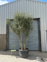 3 metre olive tree