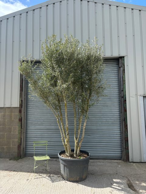 3 metre olive tree