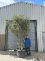 3 metre olive tree