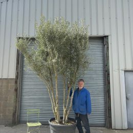 3 metre olive tree