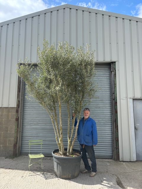 3 metre olive tree