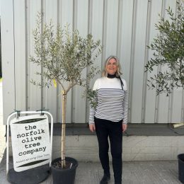 Leccino Olive Tree – Reliable Fruiting & Excellent Pollinator - delivery included