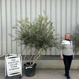 Multi-Stem olive tree