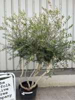 IMG_1339 Multi-Stem olive tree