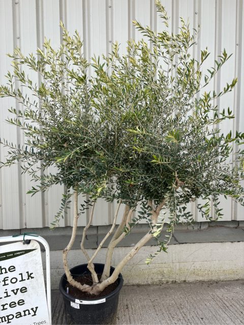 Multi-Stem olive tree