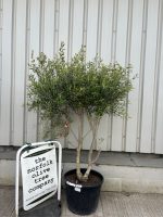 IMG_1341 Multi-Stem olive tree