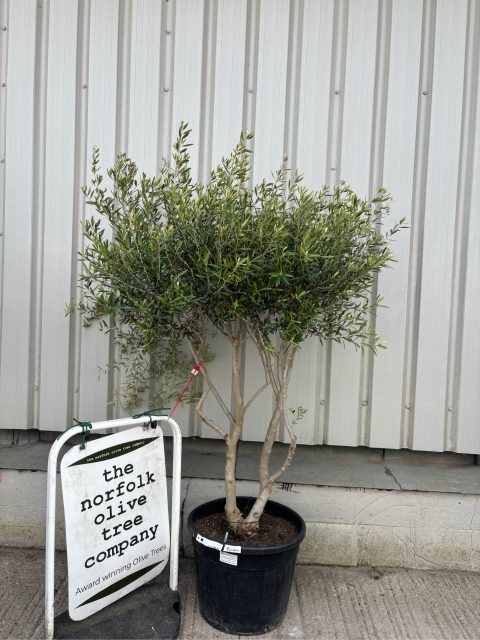 Multi-Stem olive tree