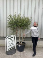 IMG_1343 Multi-Stem olive tree