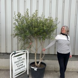 Multi-Stem olive tree