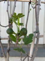 Espalier Fig Tree