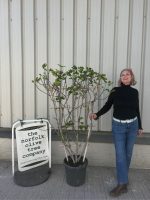 fig trees UK