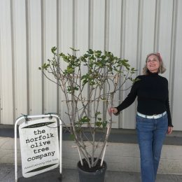 fig trees UK