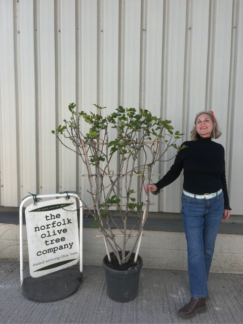 fig trees UK